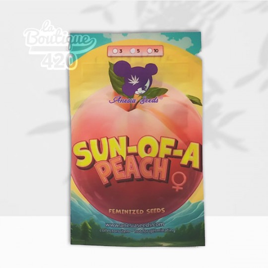 Samenpackung der feminisierten Sun of a Peach von Anesia Seeds, Premium-Indica-Hybrid mit 38% THC und Pfirsicharomen