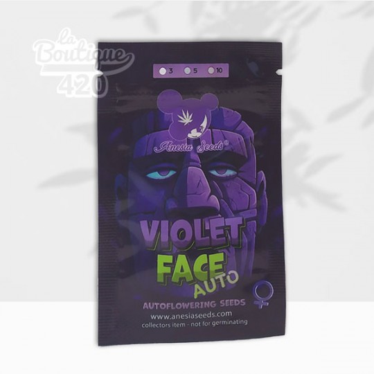 Paquet de graines Violet Face Auto d'Anesia Seeds, variété autofloraison premium aux arômes de cerise