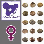Collection de quinze graines de cannabis Strawberry Pop Rocks féminisées d'Anesia Seeds aux motifs marbrés uniques