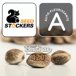 Barcelona Puff Auto autoflowering Samen von Seed Stockers, premium indica-dominante Sorte mit 60%
