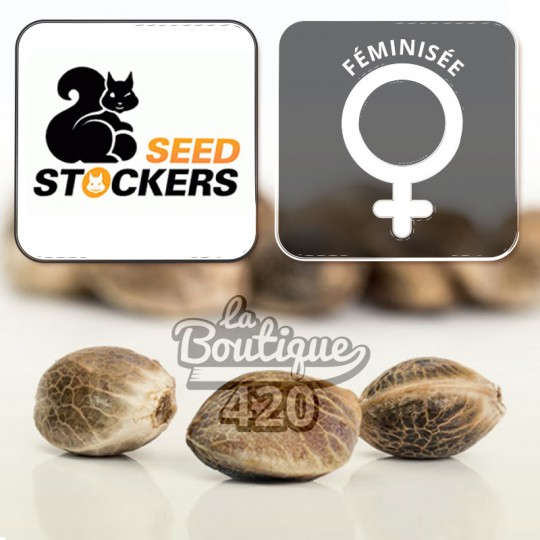 F.U.H Fucked Up Hippy feminisierte Cannabissamen von Seed Stockers, Hybrid Maui Wowie x Fat Bastard