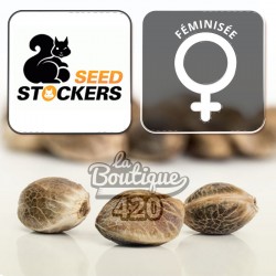 Graines féminisées Seed Stockers Granny's Home indica-dominante aux arômes épicés et champignons