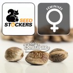 Big Yeti feminisierte Cannabissamen von Seed Stockers, ultra-resistente Outdoor-Sorte für feuchte Klimazonen