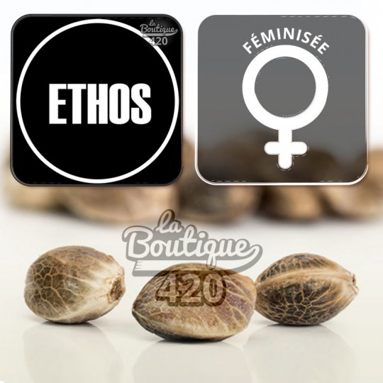Graines de cannabis Ethos Genetics Toasted R1 féminisées, hybride sativa premium à 30% THC pour collectionneurs