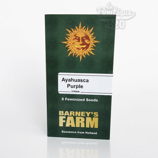 Ayahuasca Purple feminisierte Cannabissamen von Barney's Farm, Indica-Sorte mit purpurnen Tönen