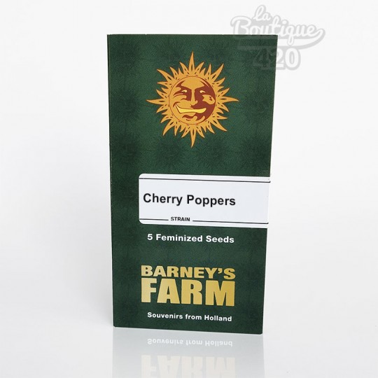 Drei feminisierte Cherry Poppers Cannabissamen von Barney's Farm, premium Sorte mit 31% THC und Aromen