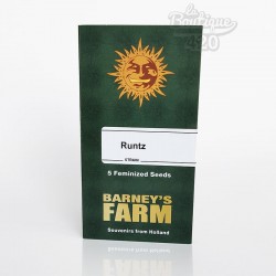 Feminisierte Runtz Cannabissamen von Barney's Farm, ausgewogene Hybrid-Sorte mit Bonbon-Aromen