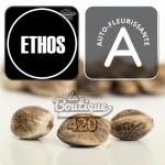 Graines de collection Planet of the Grapes Auto d'Ethos Genetics, variété autofloraison premium