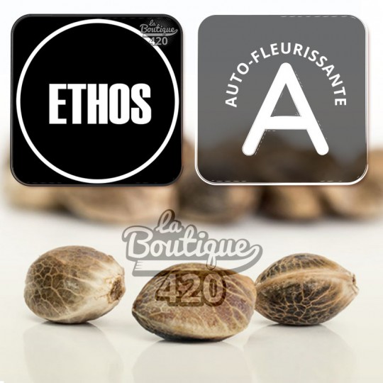 Graines de collection Planet of the Grapes Auto d'Ethos Genetics, variété autofloraison premium