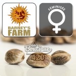 Graines féminisées Banana Runtz F1 de Barney's Farm avec technologie hybride F1 pour collection premium
