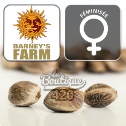 Graines de cannabis Durban Z F1 Féminisée de Barney's Farm, hybride sativa-indica à 27% de THC pour collectionneurs