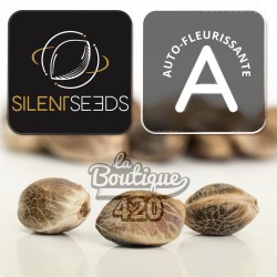 Graines de collection Rainbow Breath Auto Silent Seeds autofloraison premium génétique californienne indica