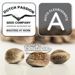 Sammler-Samen Dutch Passion Auto Think Big, XXL-autoflowering-Sorte mit 70% Indica-Dominanz