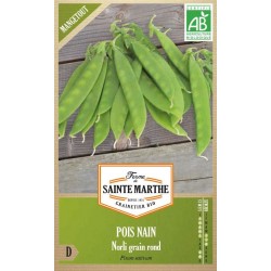 Frische Hülsen der biologischen Zwerg-Erbse Norli Mangetout AB, produktive Sorte mit runden Körnern