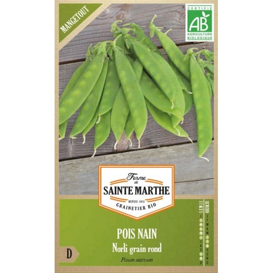 Frische Hülsen der biologischen Zwerg-Erbse Norli Mangetout AB, produktive Sorte mit runden Körnern