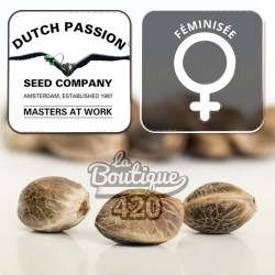 Drei feminisierte CBD Charlotte's Angel Cannabissamen von Dutch Passion, therapeutische Sorte reich an Cannabidiol