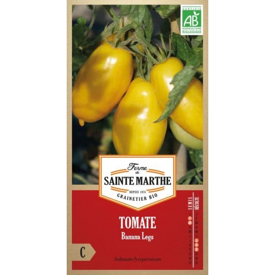 Gelbe Banana Legs Tomaten in bananenförmiger länglicher Gestalt, biologisch angebaut von La Ferme Sainte Marthe