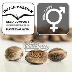 Drei reguläre Dutch Passion Orange Bud Cannabissamen mit charakteristischem natürlichem marmoriertem Aussehen für die Sammlung
