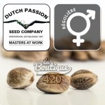Dutch Passion Power Plant reguläre Cannabissamen, reine Sativa-Sorte aus Südafrika