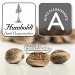 OG Kush Auto autoflowering feminisierte Cannabissamen von Humboldt Seed Organization für genetische Sammlung