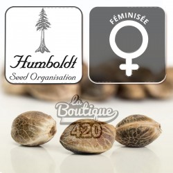 Bubba Kush Féminisée Humboldt