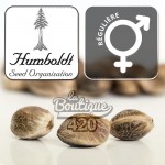 Reguläre Sour Diesel 2 Cannabissamen von Humboldt Seeds Organization, kalifornische Sorte