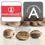 Autoflorierende Blue Hell Auto Cannabissamen von Medical Seeds, genetische Sammlung mit Blueberry von DJ Short