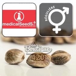 Drei reguläre Deep Neville Cannabissamen von Medical Seeds, preisgekrönte sativa-dominante Sorte aus der Neville-Kreuzung