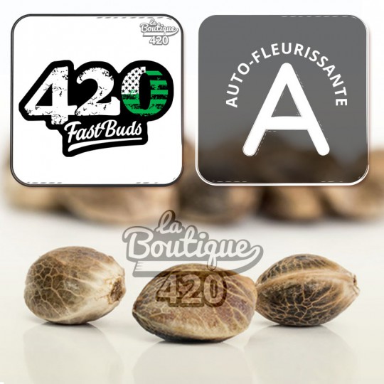 Fast Buds 420 Blackberry Automatic autoflowering Cannabissamen mit spektakulären violetten Farben
