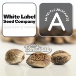 White Label White Haze Autoflowering zertifizierte Cannabissamen mit autoflowering Logo