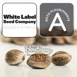 White Label White Skunk Auto autoflowering Sammlercannabissamen, Premium-Hybrid-Skunk-Sorte