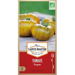 Reife Bio-Tomaten Evergreen AB mit ihrer charakteristischen grünen Farbe und dem Zwiebelschalenmuster der Reife