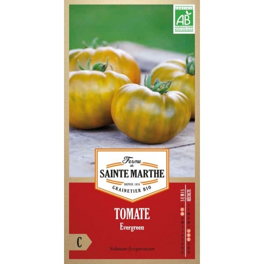 Reife Bio-Tomaten Evergreen AB mit ihrer charakteristischen grünen Farbe und dem Zwiebelschalenmuster der Reife