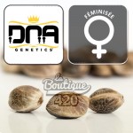 Sorbet Stash feminisierte Sammlersamen von DNA Genetics, Premium-Indica-Hybrid
