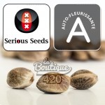 Drei Auto White Russian Cannabissamen von Serious Seeds mit ihrer charakteristischen natürlich marmorierten Textur dieser Sorte