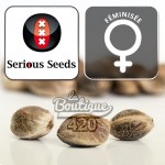 Feminisierte Strawberry AK Cannabissamen von Serious Seeds, Premium-Hybrid AK-47 x Bubble Gum mit Erdbeeraromen