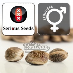 Reguläre Serious Happiness Cannabissamen von Serious Seeds, AK-47 x Warlock-Hybrid für die Sammlung