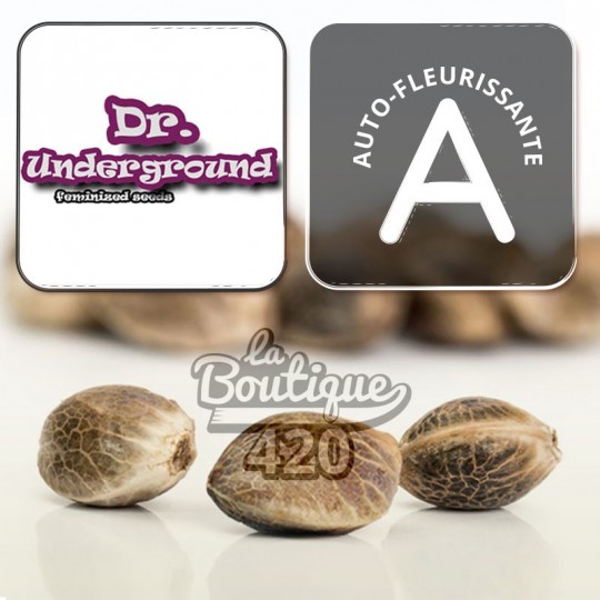 King Kong automatische Cannabissamen von Dr. Underground, dominante Indica-Sammlervarietät mit schnellem Zyklus