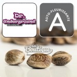 Melon Gum automatische Cannabissamen von Dr. Underground mit Autoflowering-Logo auf neutralem Hintergrund