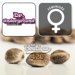 Feminisierte King Kong Cannabissamen von Dr. Underground, premium Indica-Hybrid aus der Kreuzung Ed Rosenthal Super Bud x Chr
