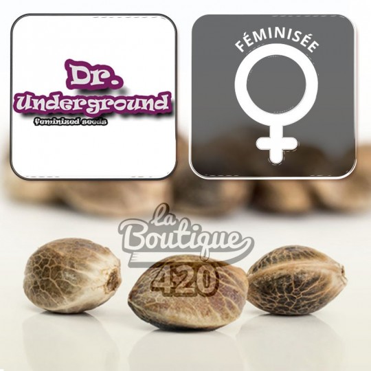 Feminisierte King Kong Cannabissamen von Dr. Underground, premium Indica-Hybrid aus der Kreuzung Ed Rosenthal Super Bud x Chr