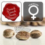 Drei feminisierte Frencheese Cannabissamen von French Touch Seeds, französische Premium-Varietät