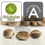 Philosopher Seeds CBD Lemon Auto Cannabissamen mit ausgewogenem THC-CBD-Verhältnis für die Sammlung