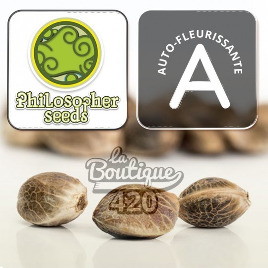 Philosopher Seeds CBD Lemon Auto Cannabissamen mit ausgewogenem THC-CBD-Verhältnis für die Sammlung