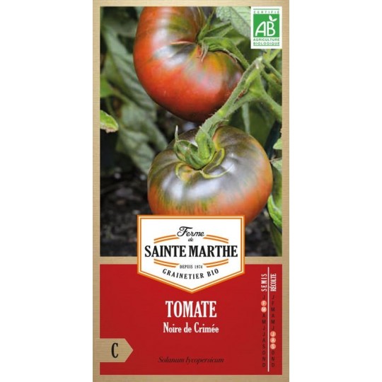 Reifende Bio-Tomaten Noire de Crimée an der Pflanze, alte zertifizierte AB-Sorte mit süßen purpurfarbenen Früchten
