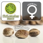 Philosopher Seeds Tropimango feminisierte Samen, Sammlersorte mit intensiven tropischen Aromen