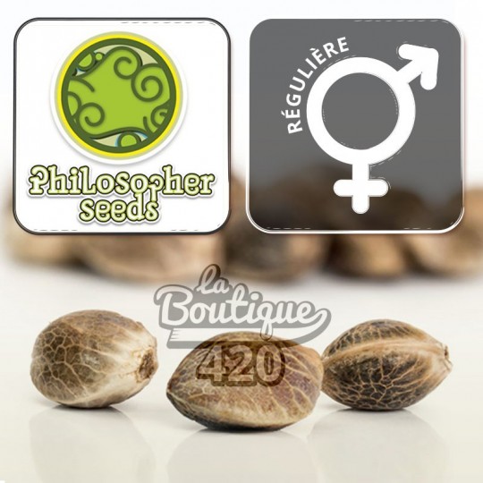 Philosopher Seeds Jamaican Blueberry BX reguläre Cannabissamen, sativa-dominante Sorte