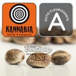 Kannabia Kritic Auto Autoflowering-Samen, indica-dominante Sorte Critical Mass x Ruderalis