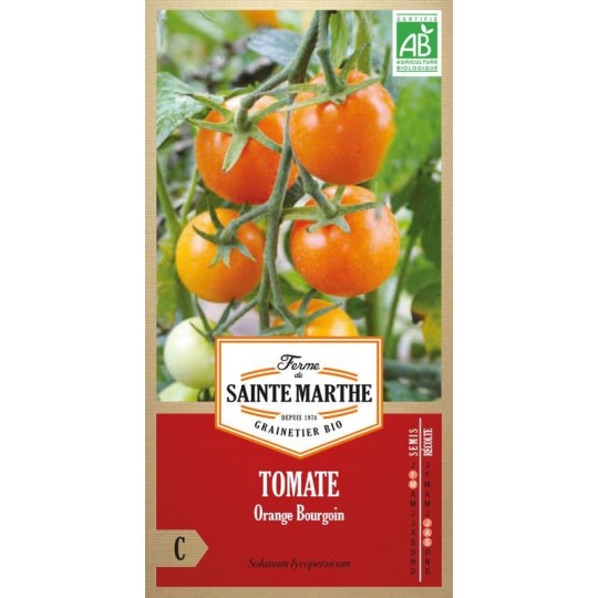 Biologischer Samenbeutel Tomate Orange Bourgoin mit reifen orangen Früchten an der Pflanze