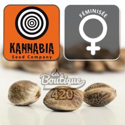 Feminisierte Kannabia Kama Kush CBD Cannabissamen, premium therapeutische Indica-dominante Varietät